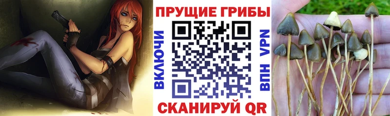 Галлюциногенные грибы Cubensis Боровск