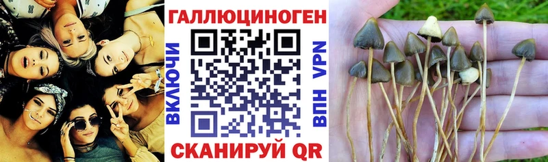 купить наркоту  Боровск  Галлюциногенные грибы прущие грибы 